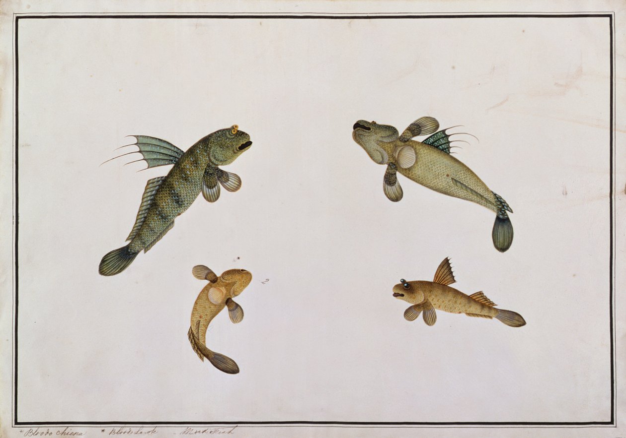 Mud Fish, Bloodo chiena, Bloodo La-ore, fra Drawings of Fishes from Malacca, ca. 1805-18 (wc på papir) av Chinese School