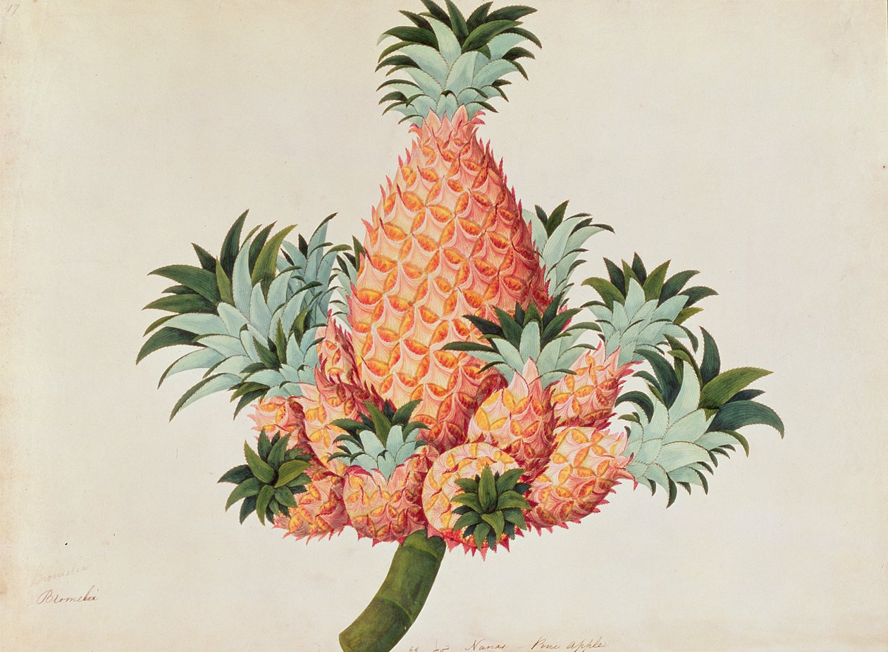 Nanas eller ananas, fra tegninger av planter fra Malacca, ca. 1805-18 (wc på papir) av Chinese School