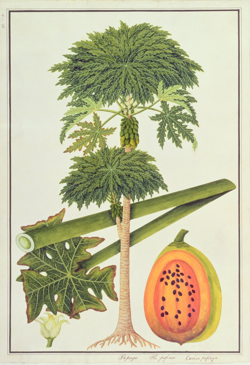 Papaya, The Papau eller Caica Papaya, fra tegninger av planter fra Malacca, ca. 1805-18 (wc på papir) av Chinese School