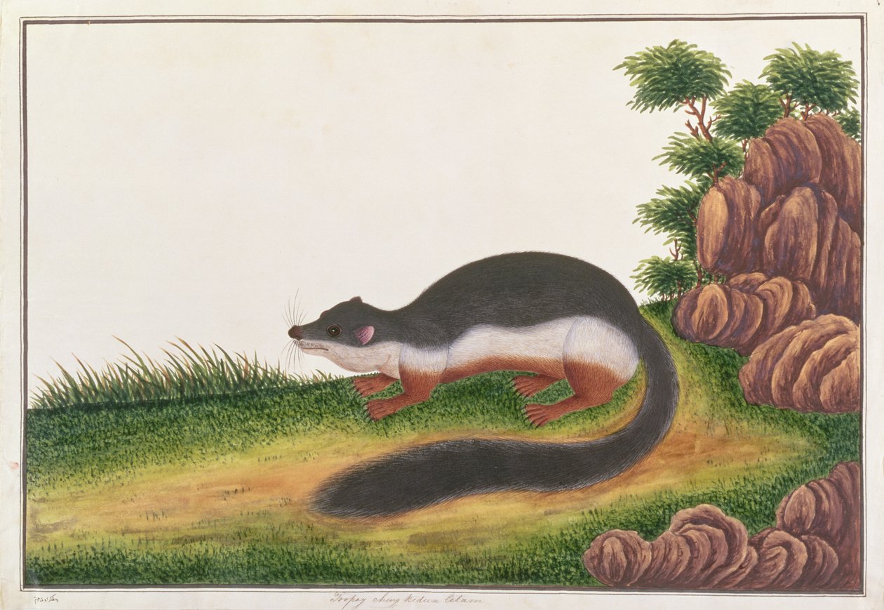 Prevosts ekorn, fra tegninger av dyr, insekter og reptiler fra Malacca, ca. 1805-18 (gouache og wc på papir) av Chinese School