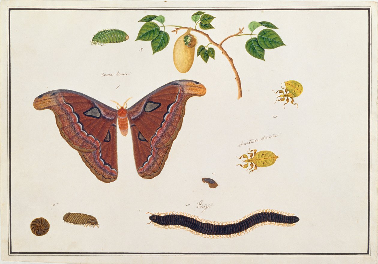 Seks leddyr, fra tegninger av dyr, insekter og reptiler fra Malacca, ca. 1805-18 (wc og gouache på papir) av Chinese School