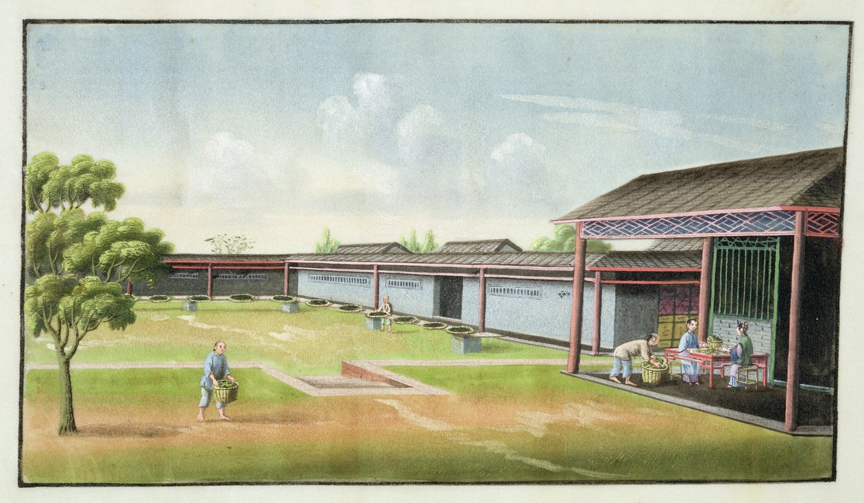 Sortere små blader for tørking (wc på papir) av Chinese School