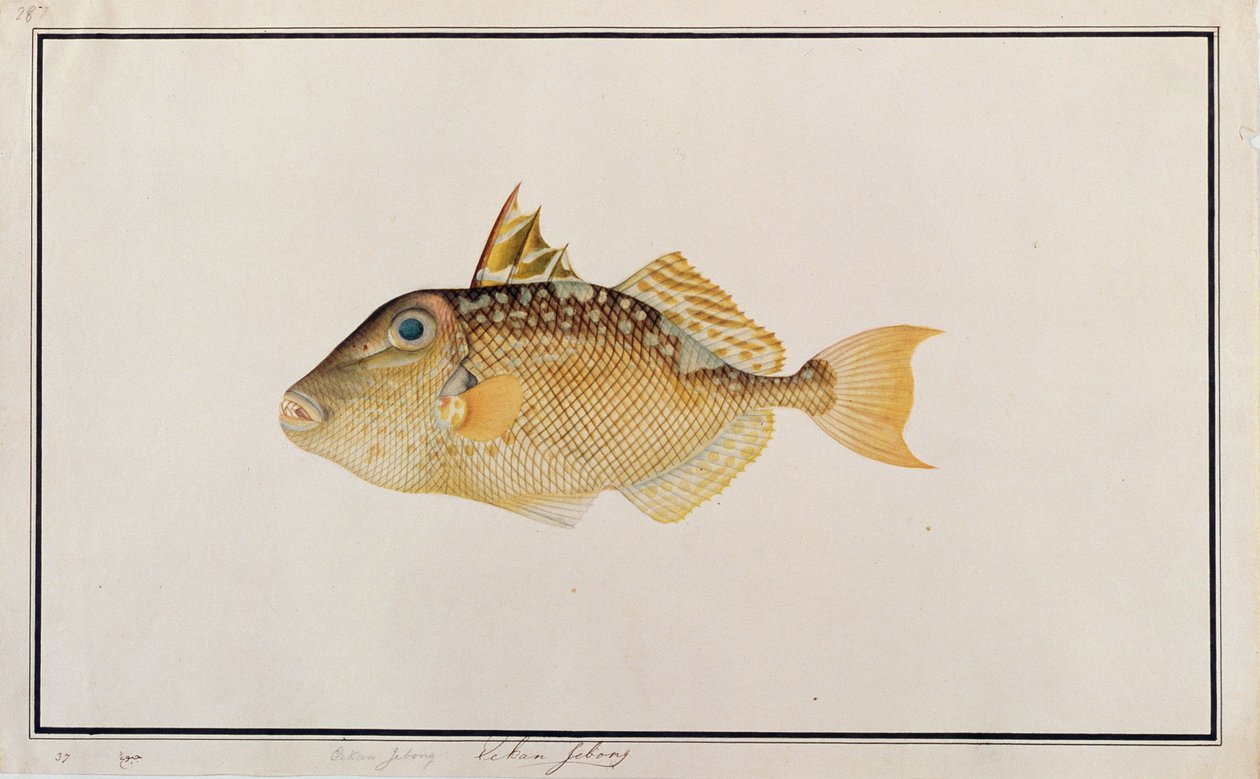 Starry Triggerfish, fra Drawings of Fishes from Malacca, ca. 1805-18 (wc på papir) av Chinese School