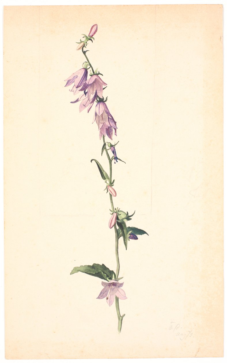 Campanula av Christen Dalsgaard