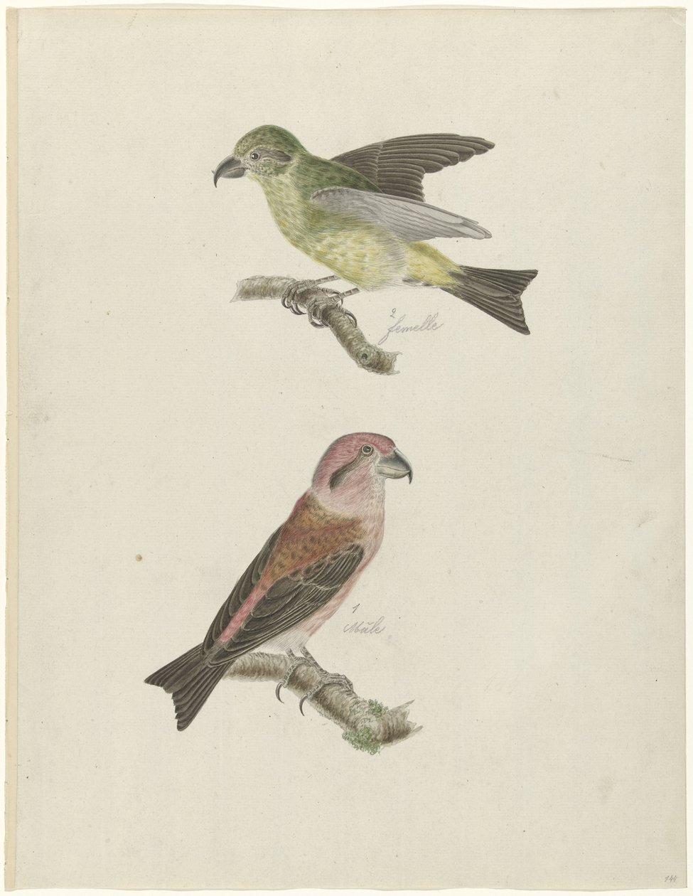 To korsneb av Christiaan Sepp (possibly)