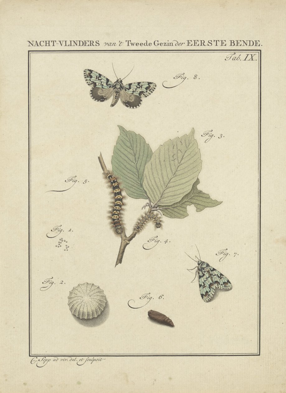 møll Moths of the Second Family of the First Gang (tittel på objekt) av Christiaan Sepp