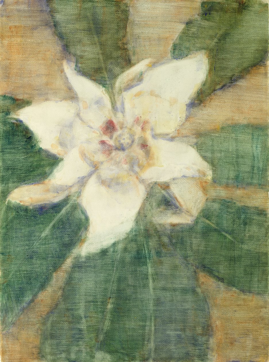 Magnolia Grandiflora (tempera på lerret) av Christian Rohlfs