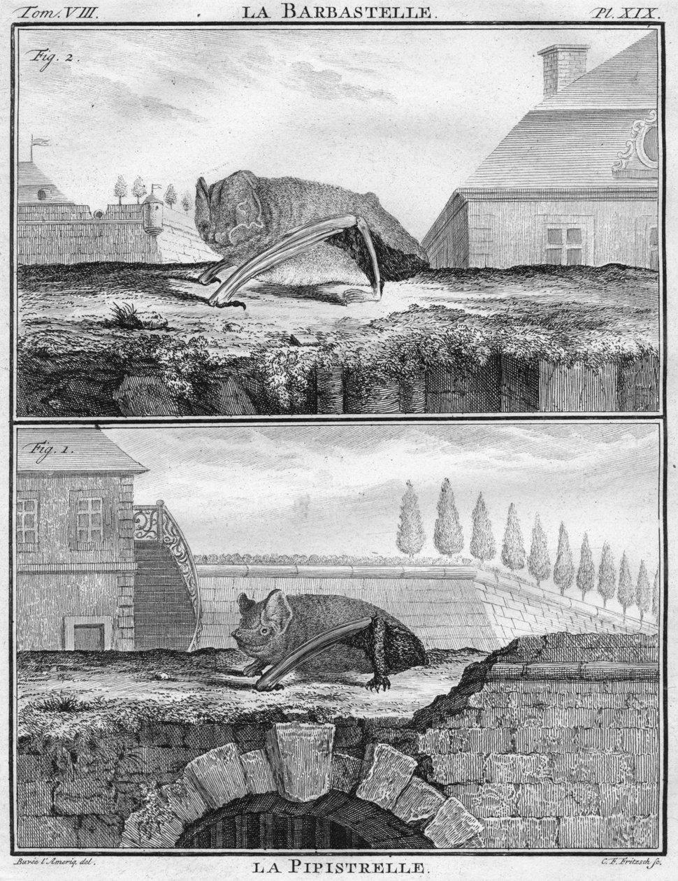 La Barbastelle & La Pipistrelle, c1763. av Christian Friedrich Fritzsch