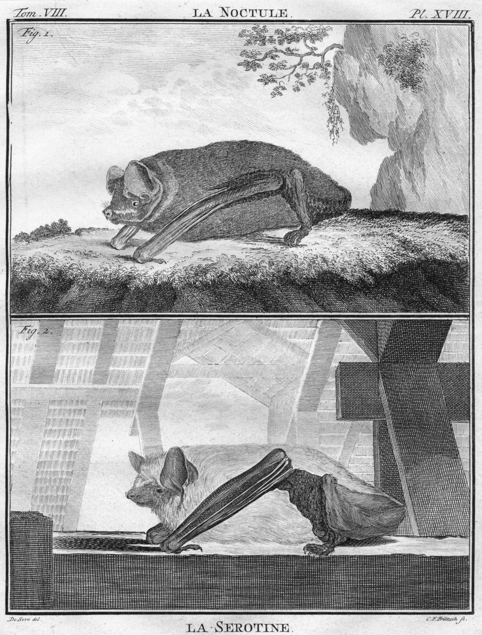 La Noctule & La Serotine, c1763. av Christian Friedrich Fritzsch