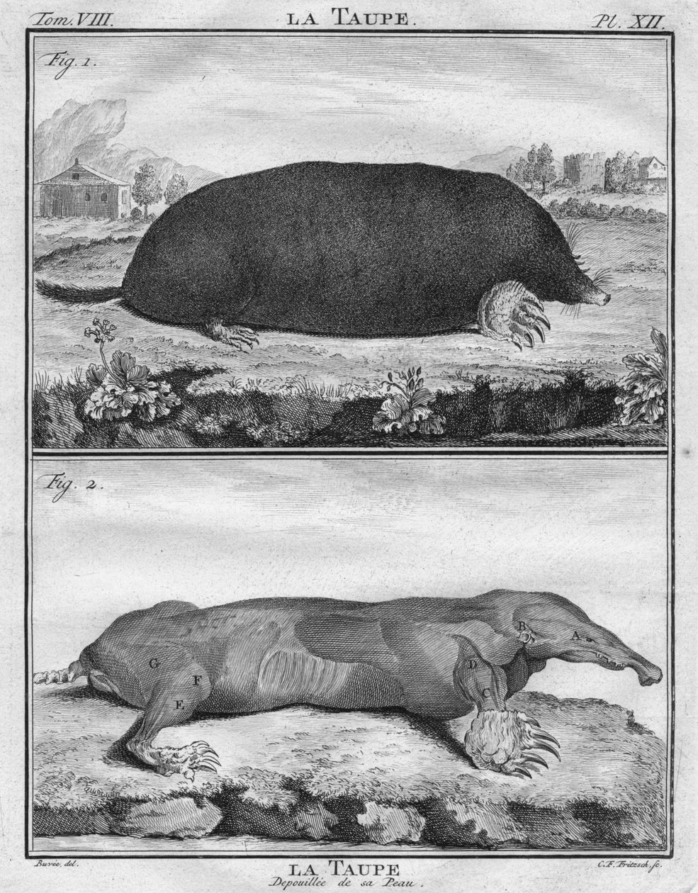 Føflekken og føflekken strippet av huden hennes, c1763. av Christian Friedrich Fritzsch