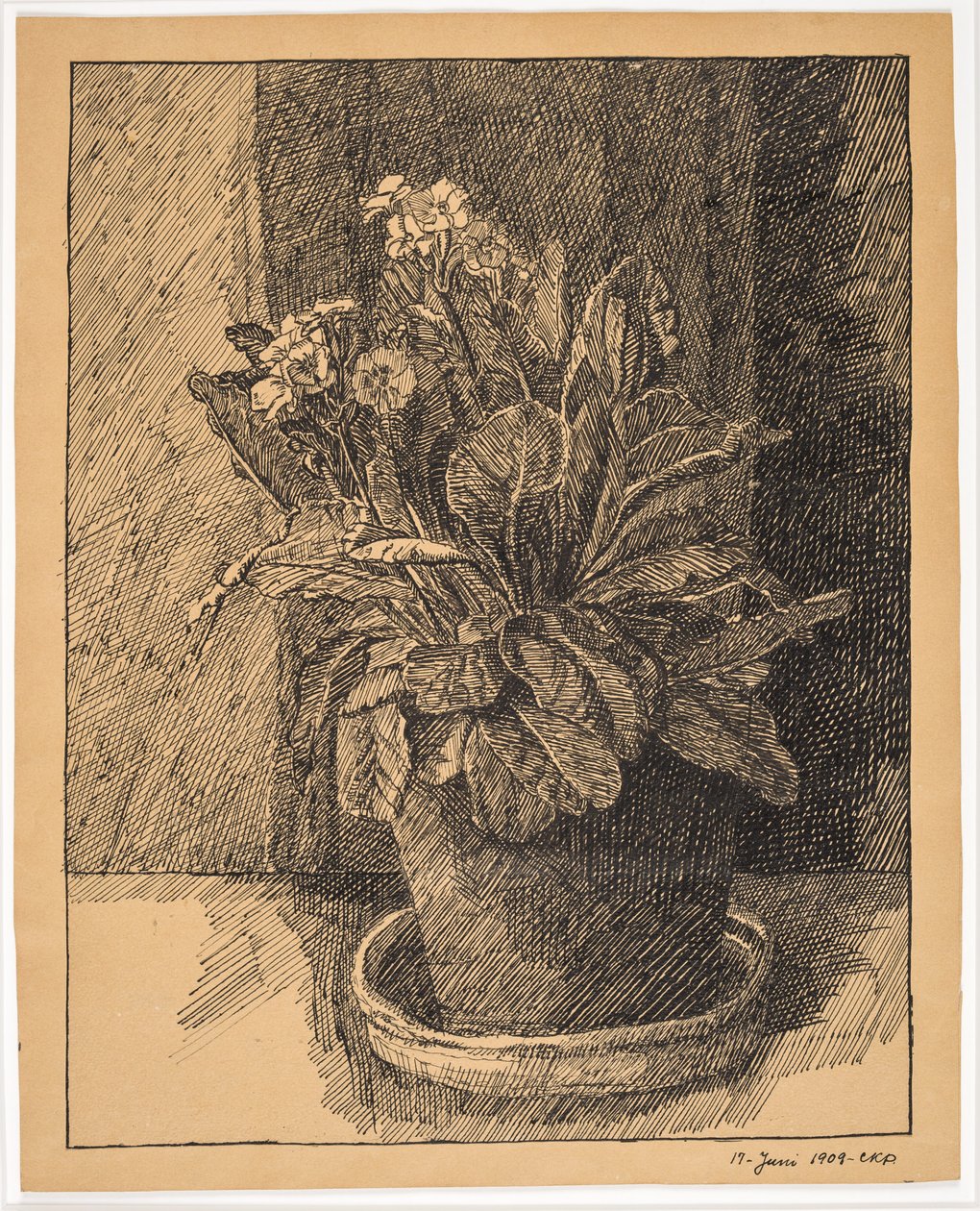 Blomsterpotte med primula av Christian Kongstad Petersen