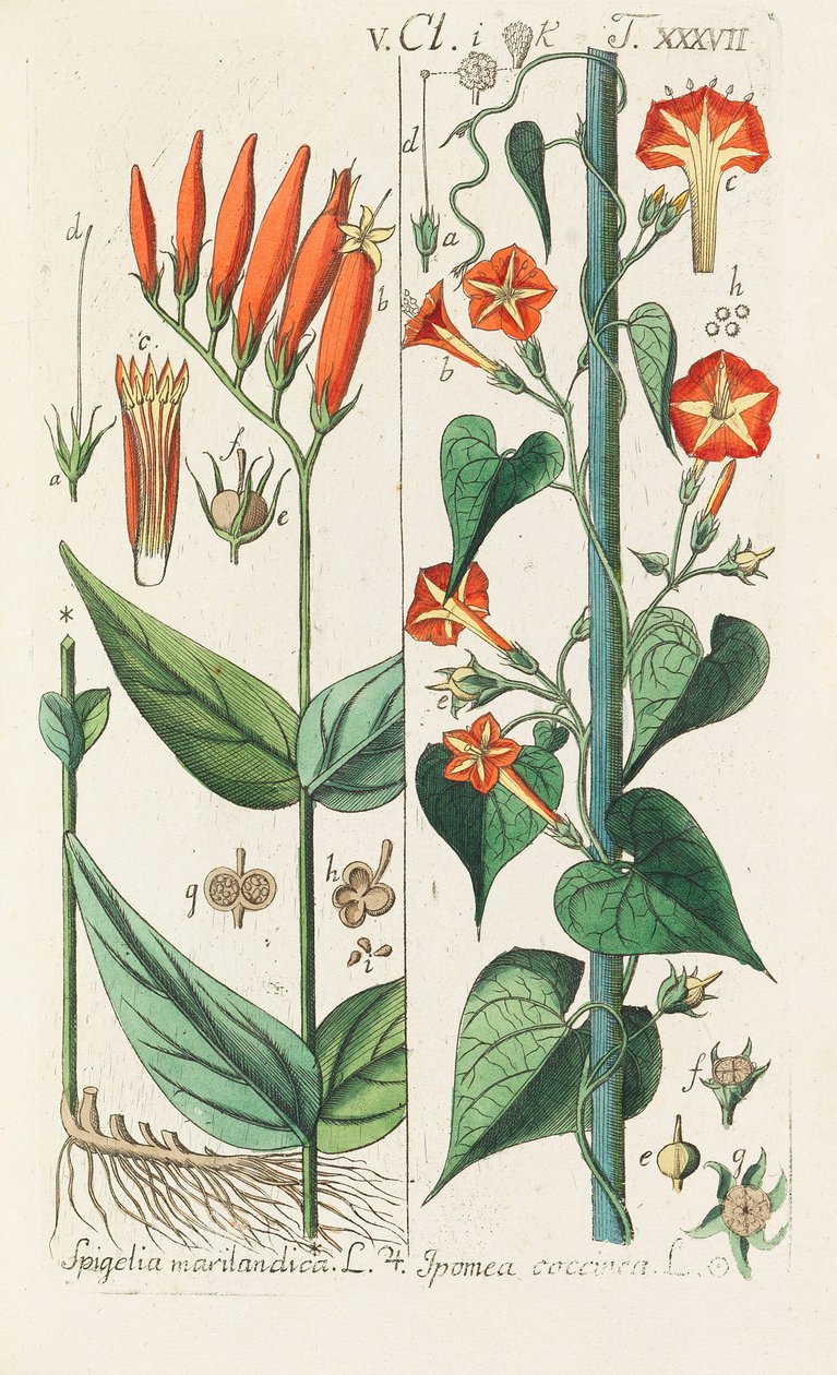Botanisk håndbok, 1808. av Christian Schkuhr