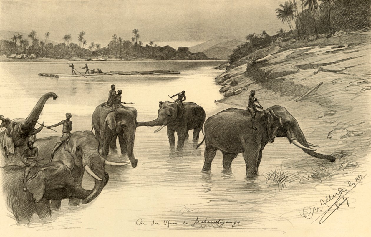 Elefanter ved bredden av Mahaweli-elven, Ceylon, 1898. av Christian Wilhelm Allers