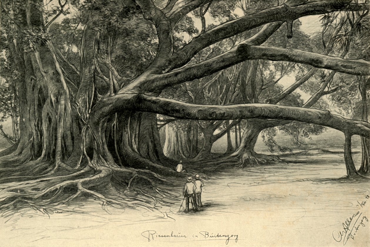 Kjempetrær i Buitenzorg, Java, 1898. av Christian Wilhelm Allers