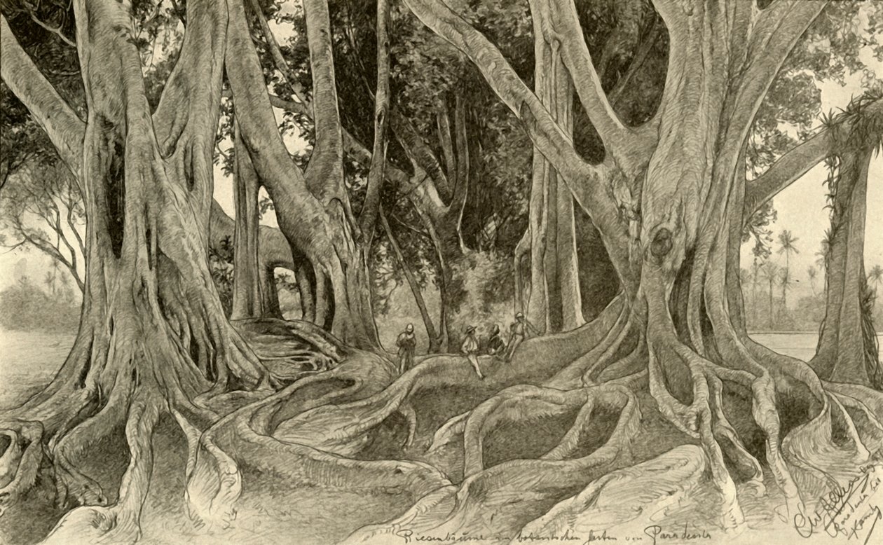 Kjempetrær i den botaniske hagen, Peradeniya, Kandy, Ceylon, 1898. av Christian Wilhelm Allers