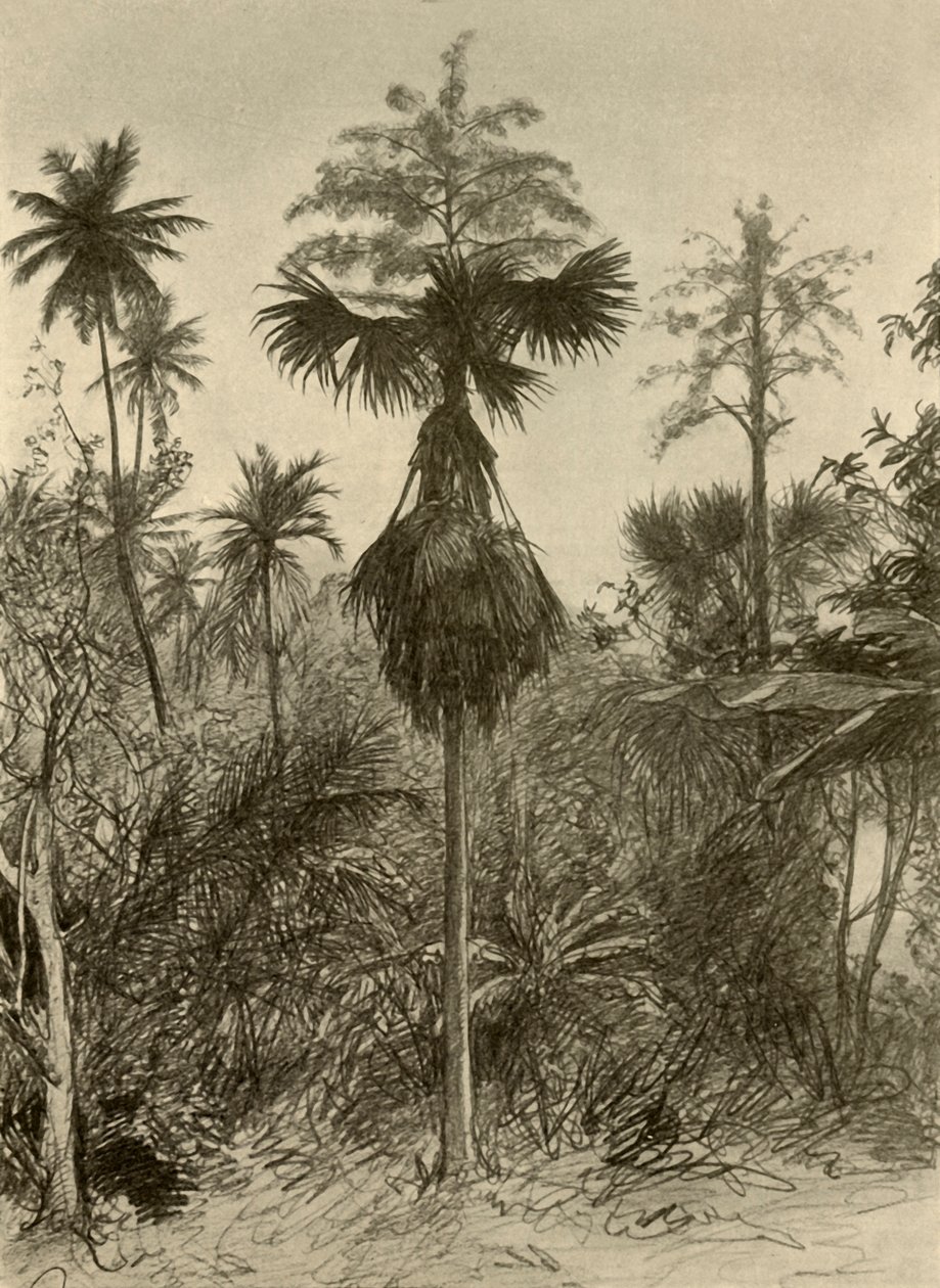 Talipot-palme etter blomstring, Ceylon, 1898. av Christian Wilhelm Allers