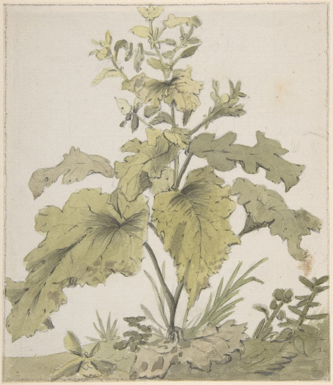Studie av en plante av Christian Wilhelm Ernst Dietrich