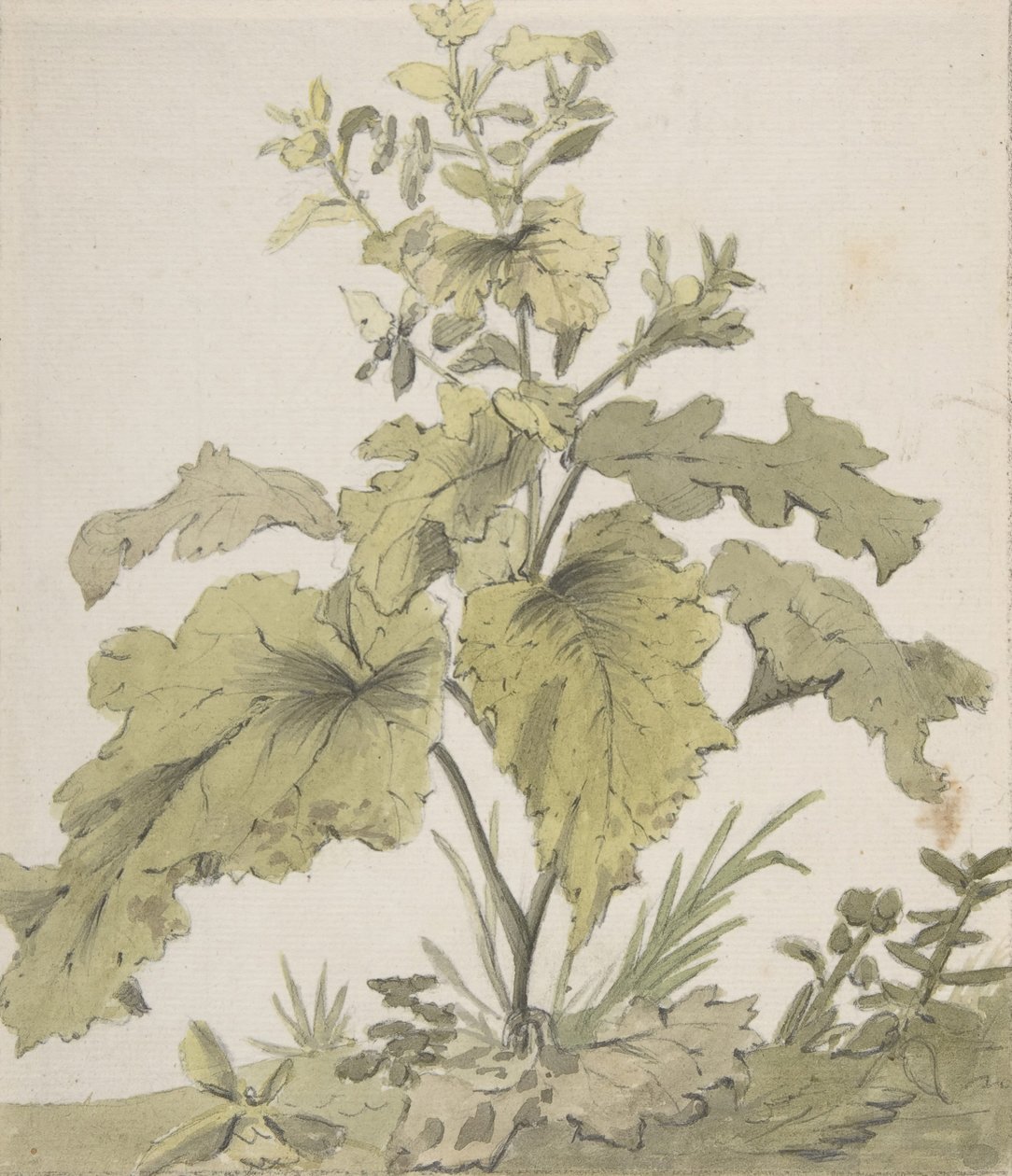 Studie av en plante, 1712-74. av Christian Wilhelm Ernst Dietrich