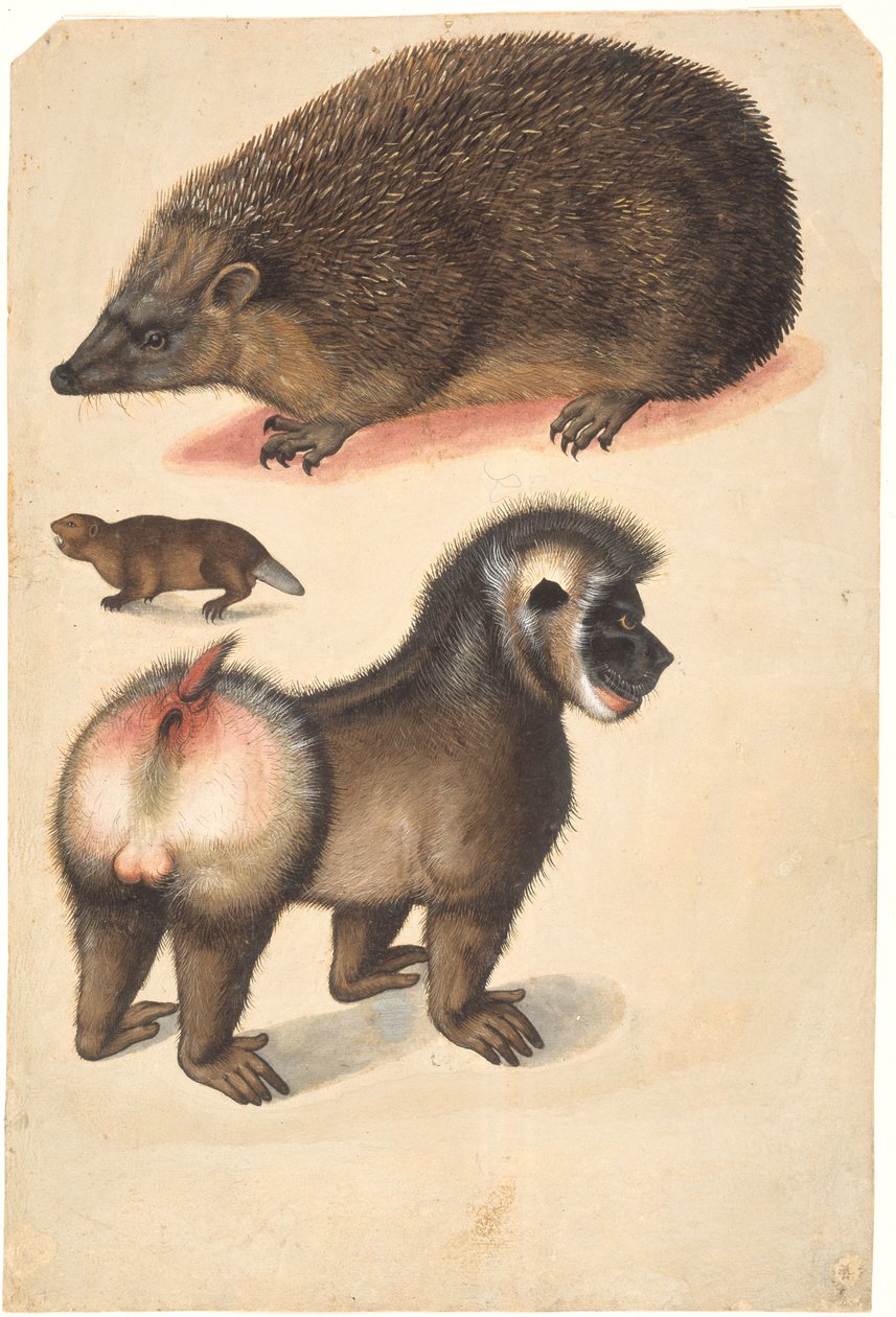 Et pinnsvin, en bever og en hannbavian av Christoph Amberger