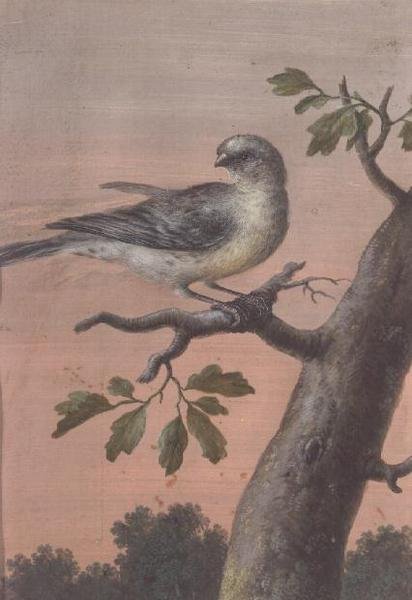 En fugl på en gren, (gouache), (se også 60075) av Christoph Ludwig Agricola