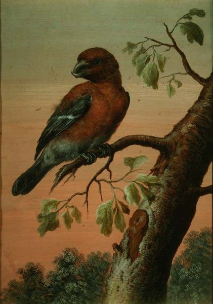 En papegøye på en gren, (gouache), (se også 60076) av Christoph Ludwig Agricola