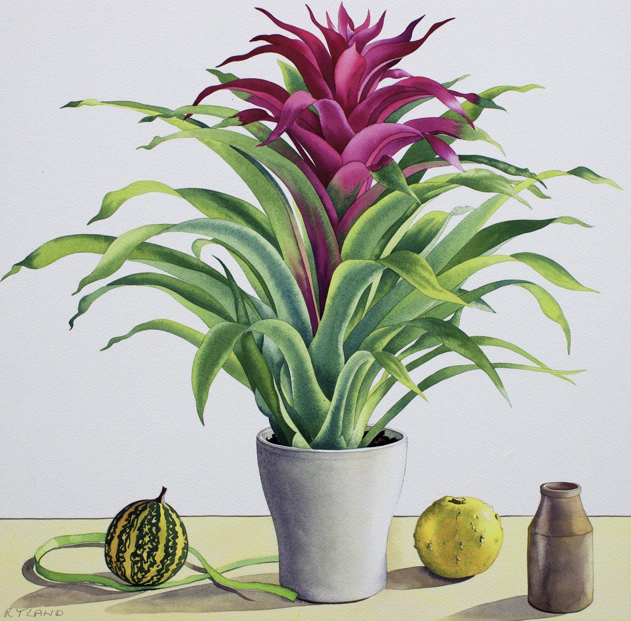 Stilleben med bromelia (akvarell på papir) av Christopher Ryland