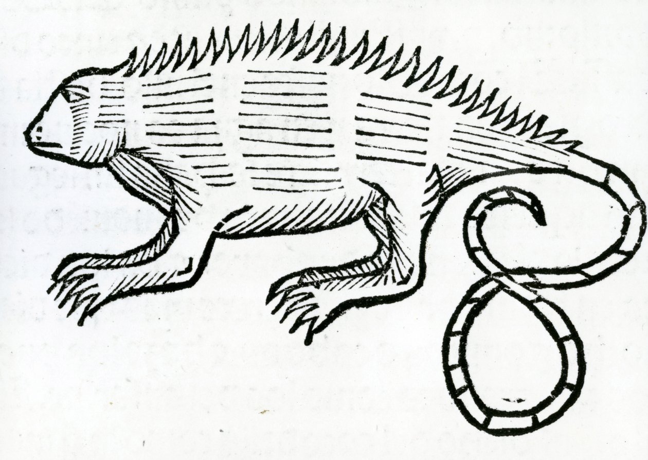Iguana fra 