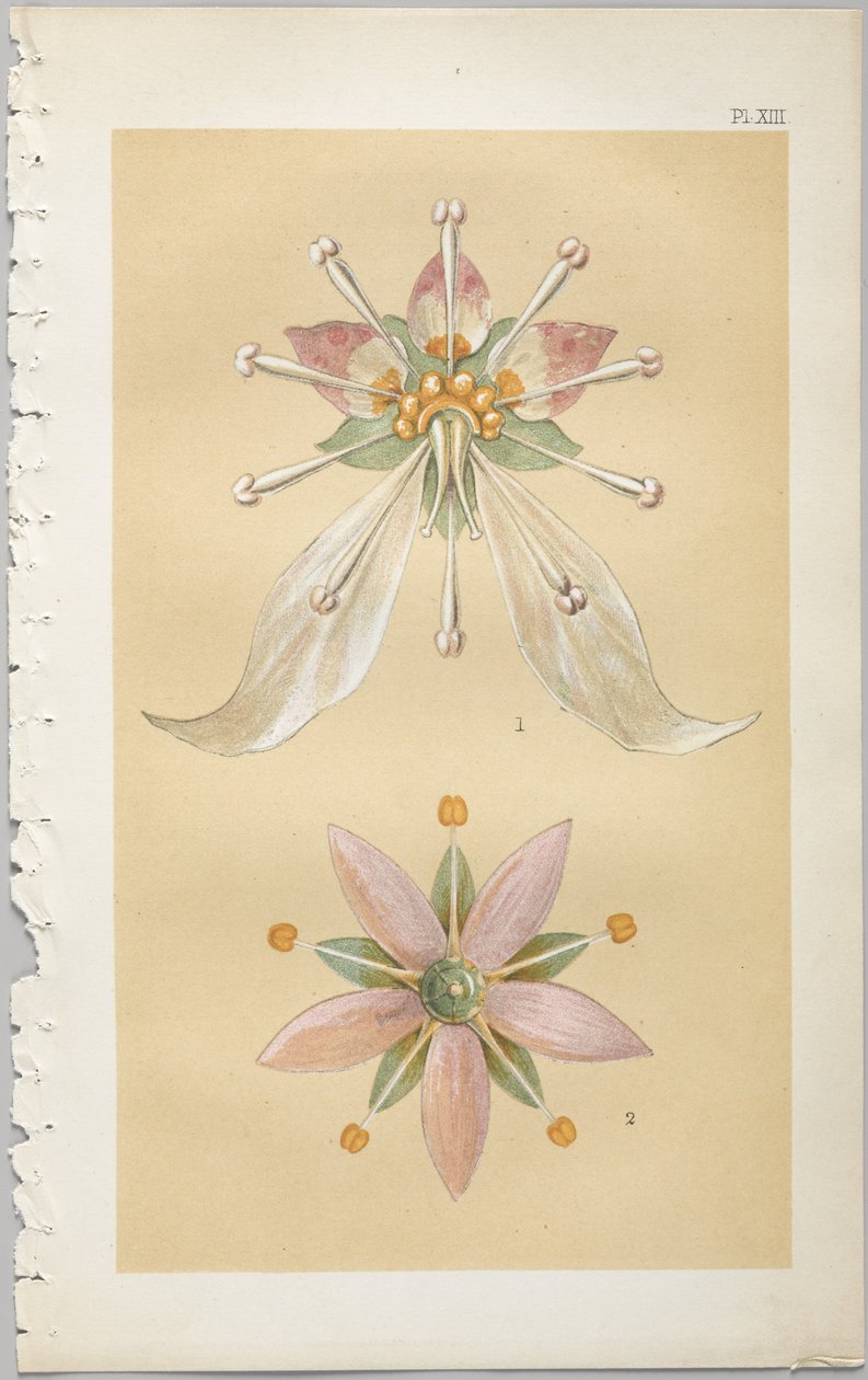 Kunsten å dekorativt design: med et vedlegg, som gir klokkeslett for blomstene åpne, utgitt av Day & Son, London, 1862 av Christopher Dresser
