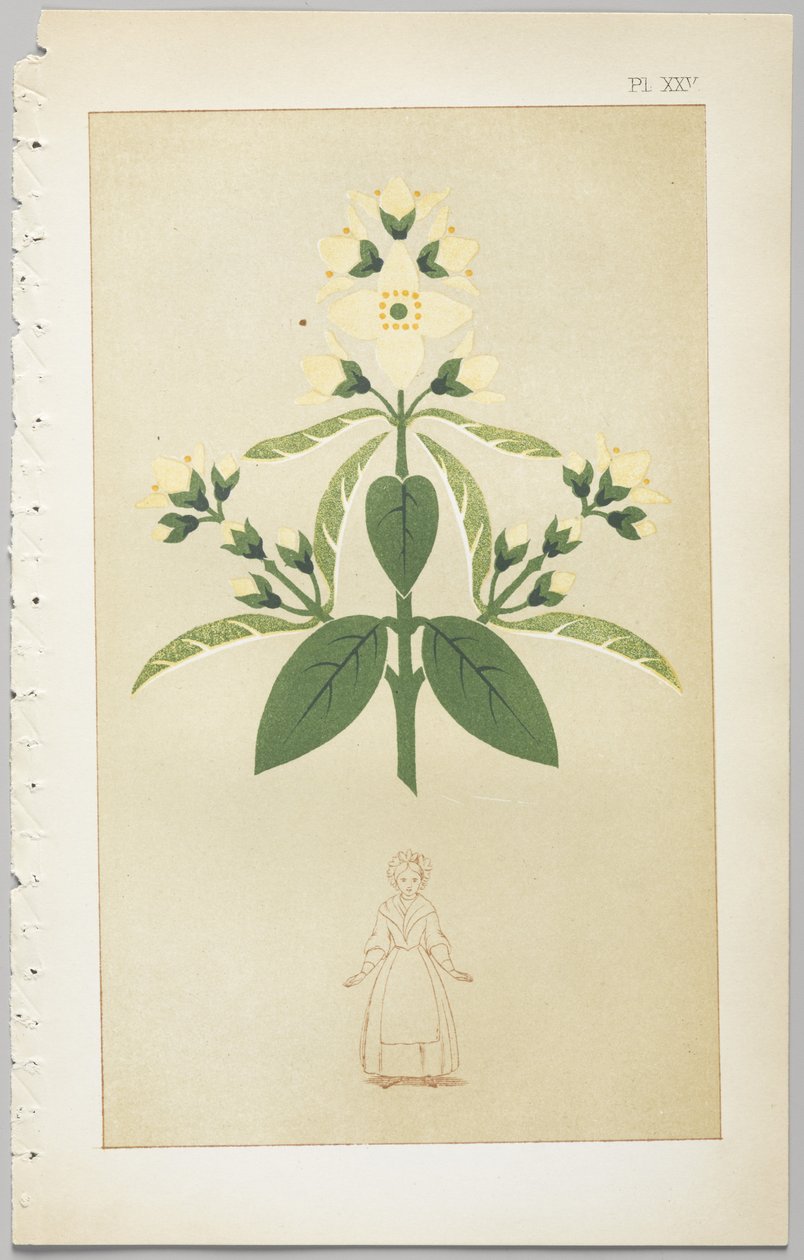 Kunsten å dekorativt design: med et vedlegg, som gir klokkeslett for blomstene åpne, utgitt av Day & Son, London, 1862 av Christopher Dresser