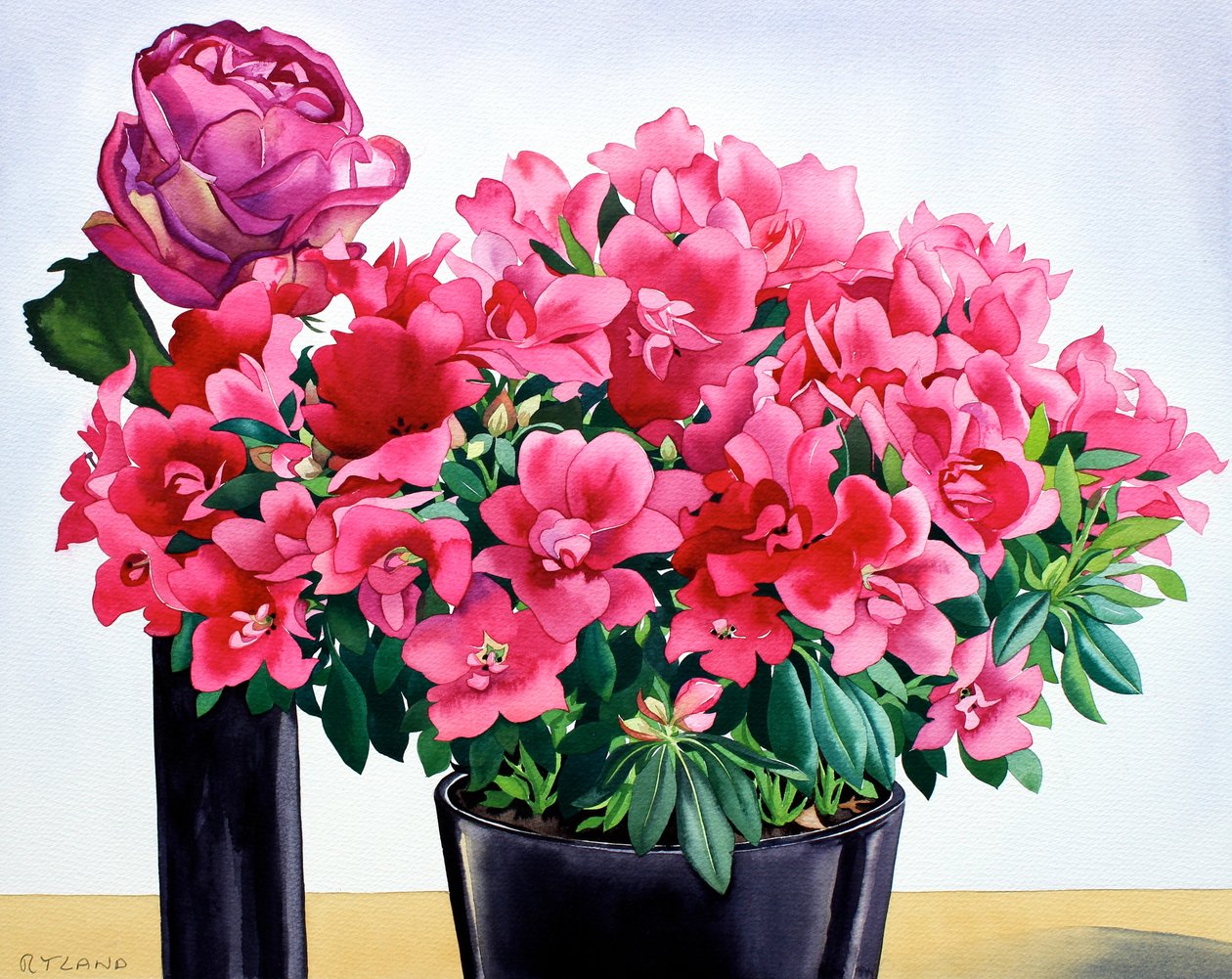 Azalea Rose av Christopher Ryland