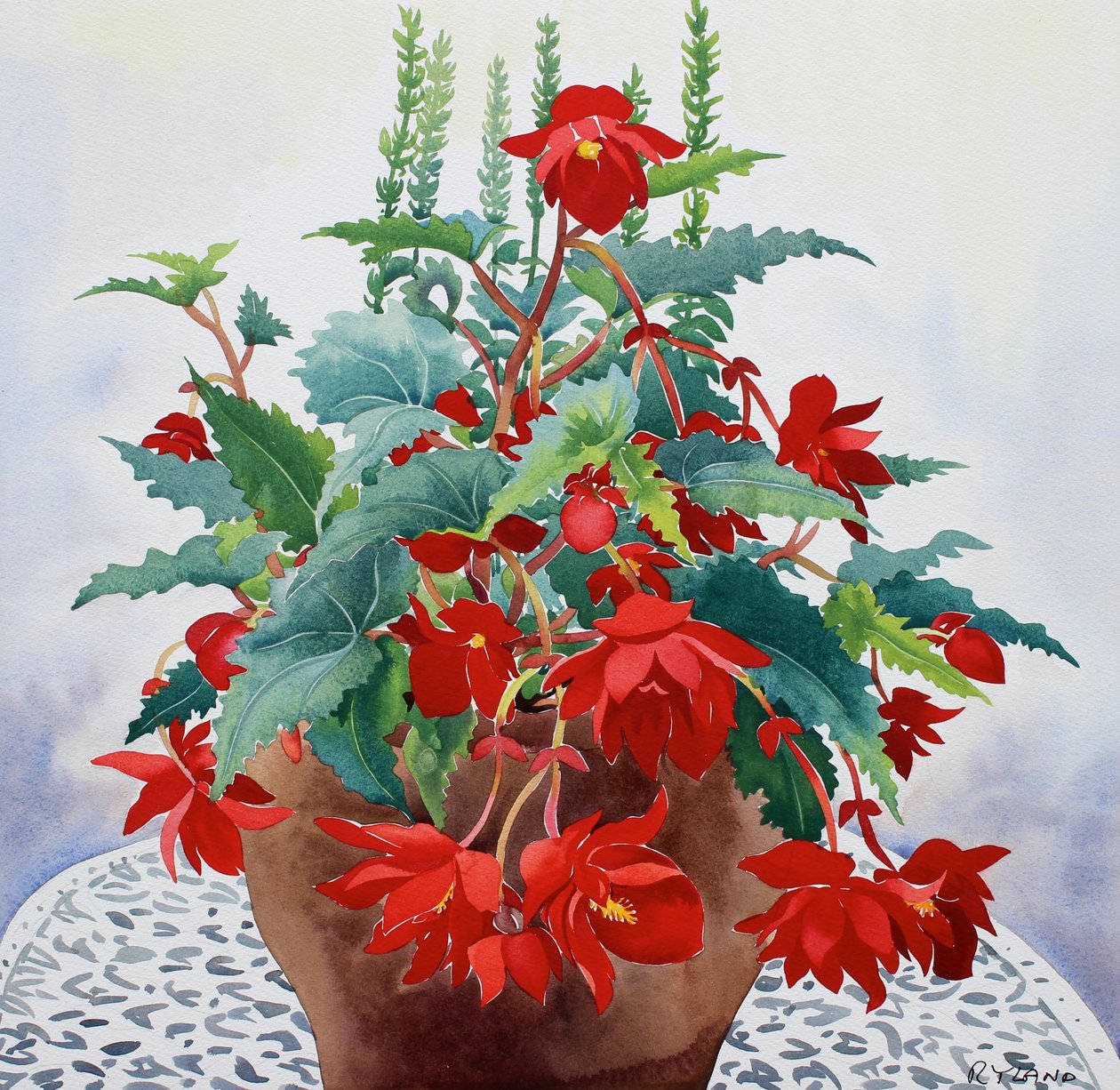 Begonia (akvarell på papir) av Christopher Ryland