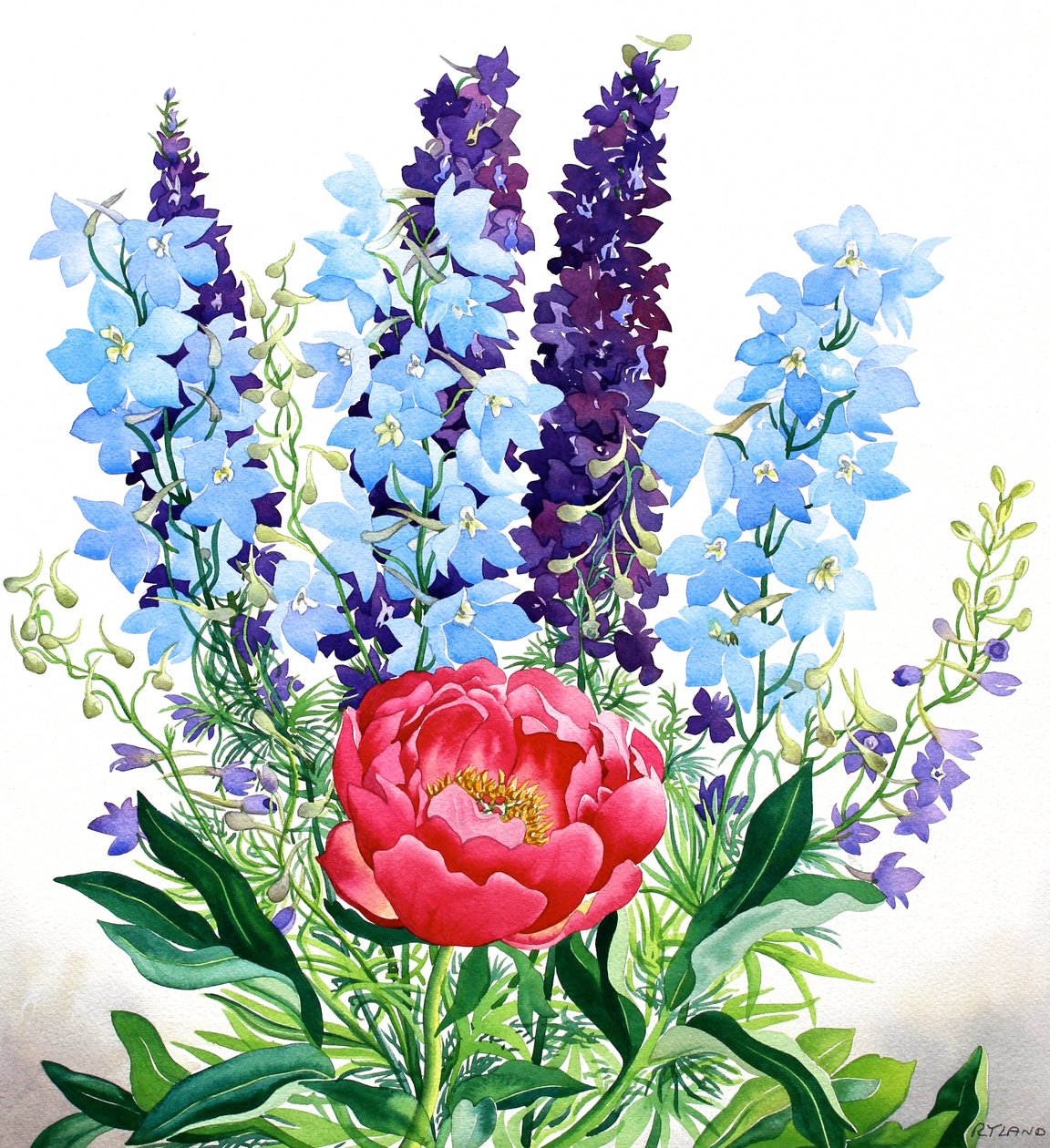 Blå Delphiniums av Christopher Ryland