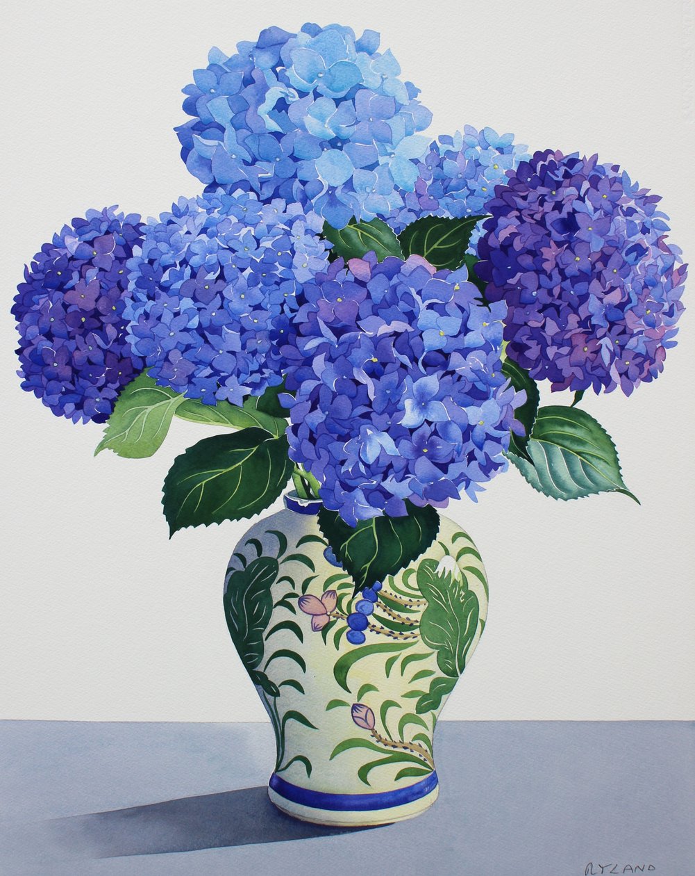 Blå hortensia (akvarell på papir) av Christopher Ryland