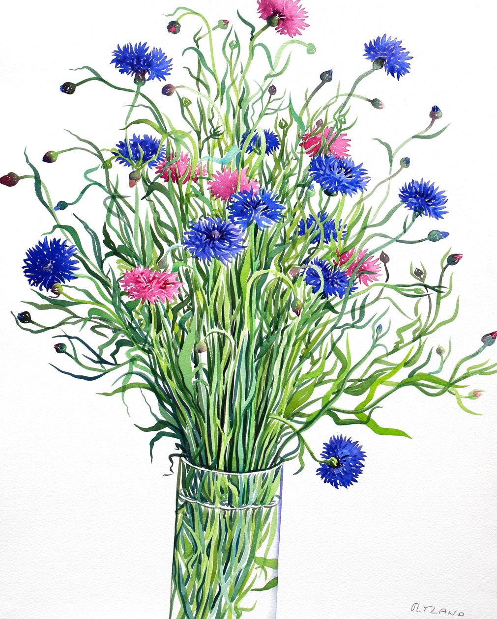 Kornblomster (akvarell på papir) av Christopher Ryland