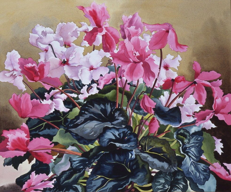 Cyclamen, 2004 (akvarell på papir) av Christopher Ryland