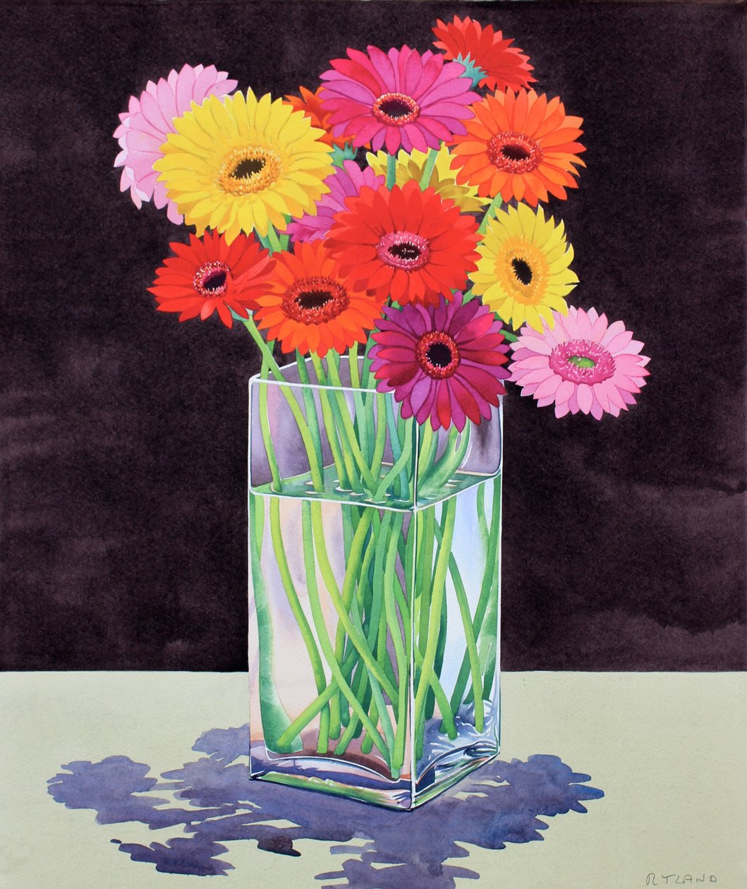 Gerbera (akvarell på papir) av Christopher Ryland