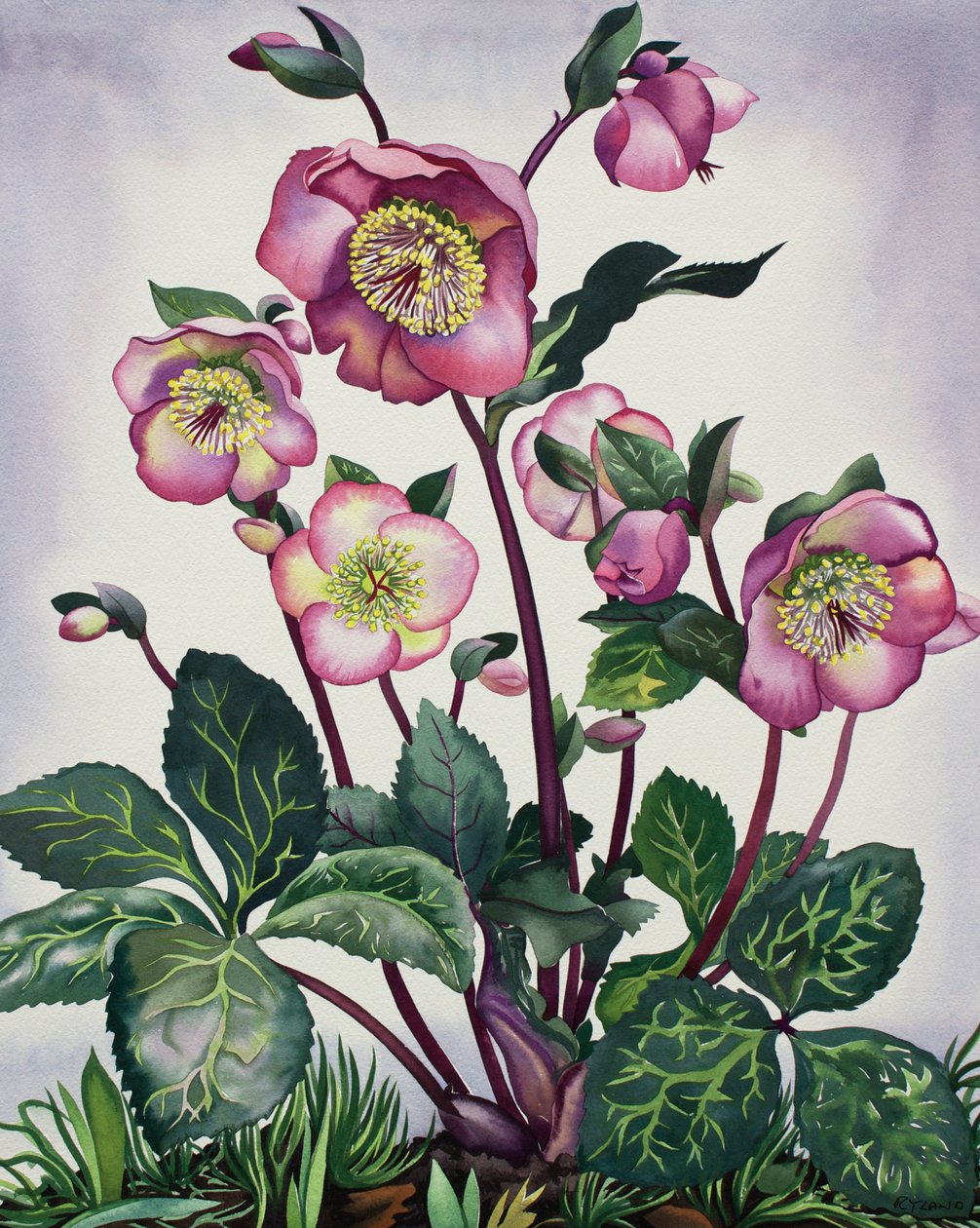 Hellebore av Christopher Ryland