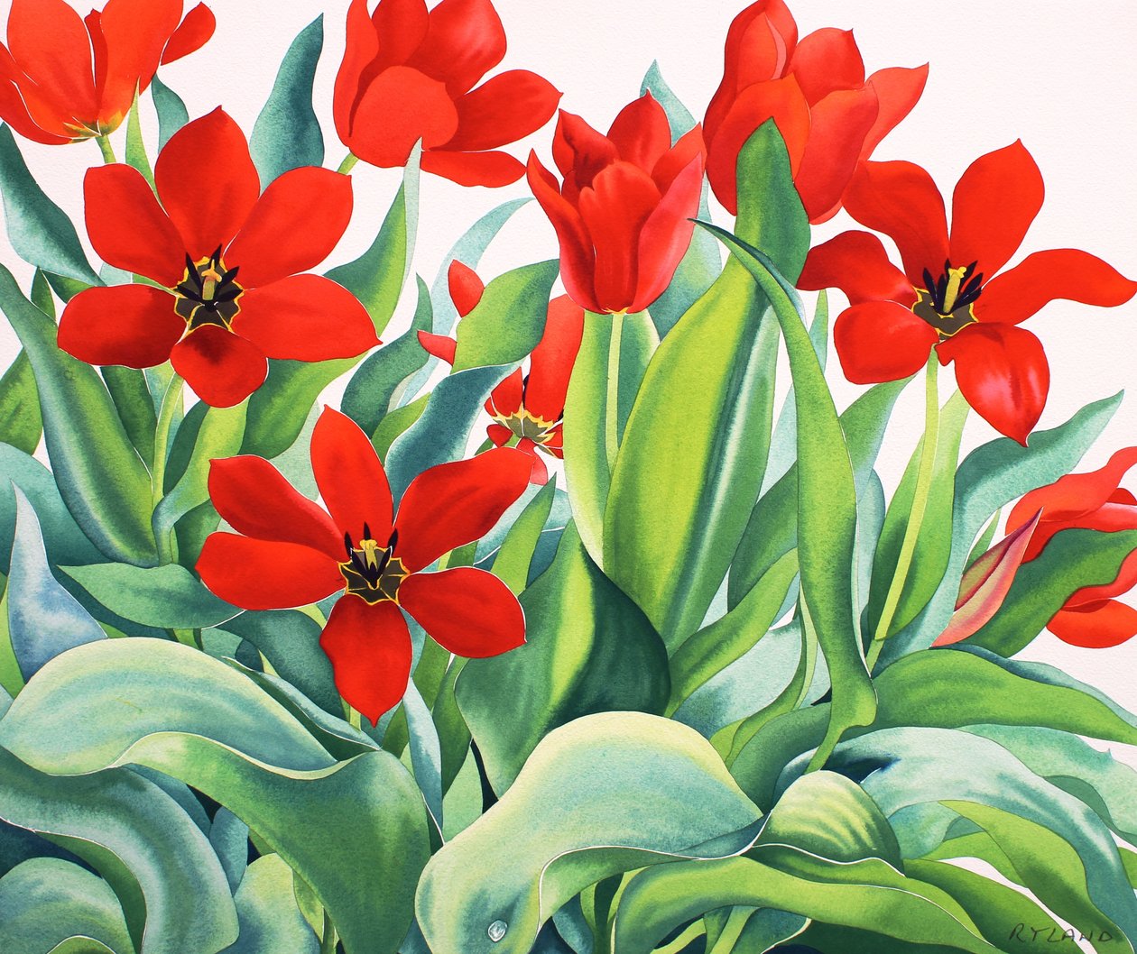 Madame Lefeber Tulipaner (akvarell på papir) av Christopher Ryland