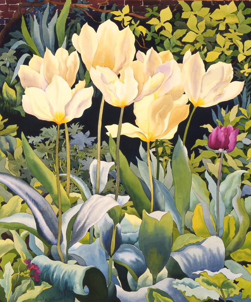 Bleke tulipaner (akvarell på papir) av Christopher Ryland