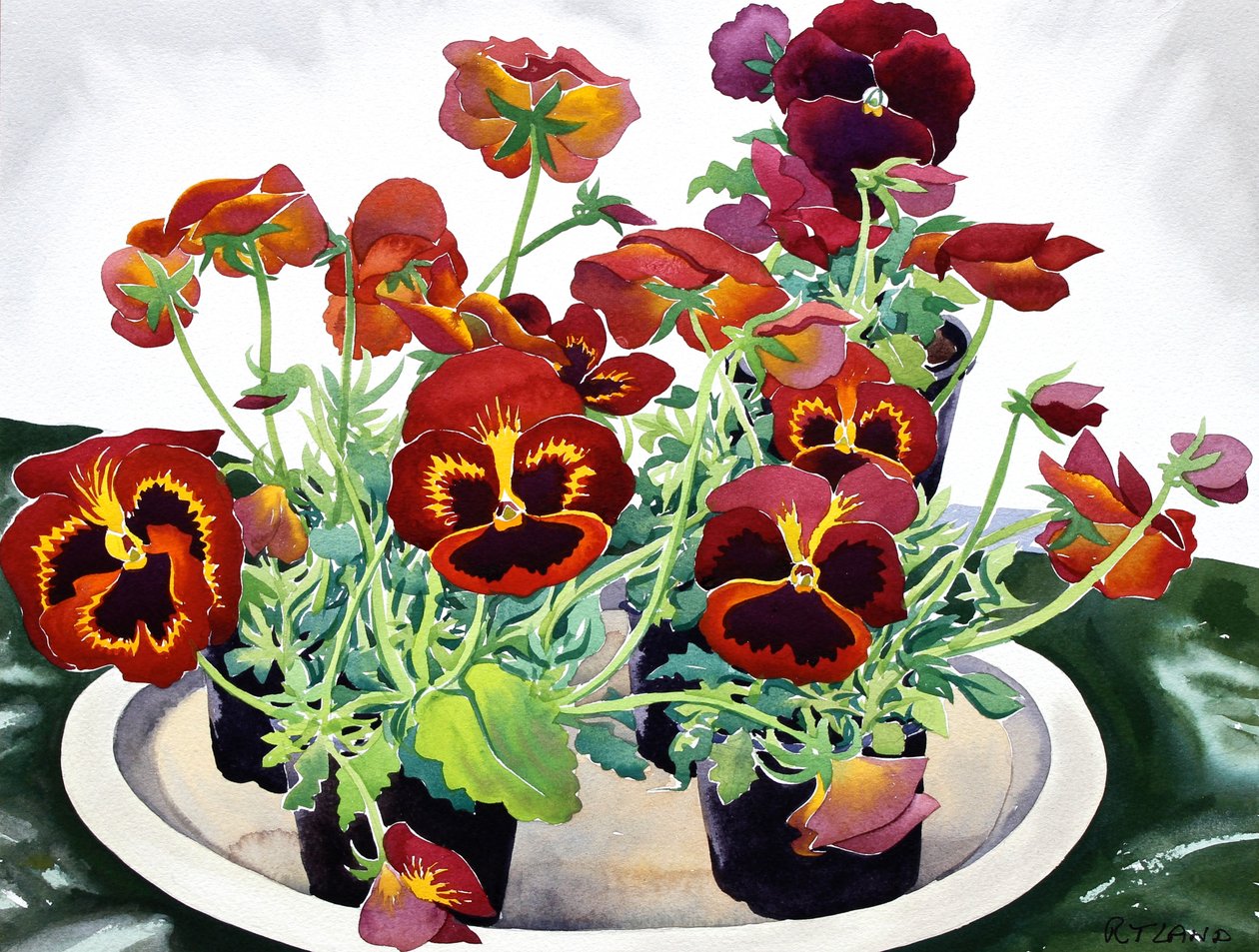 Stemorblomster, 2018 (akvarell på papir) av Christopher Ryland