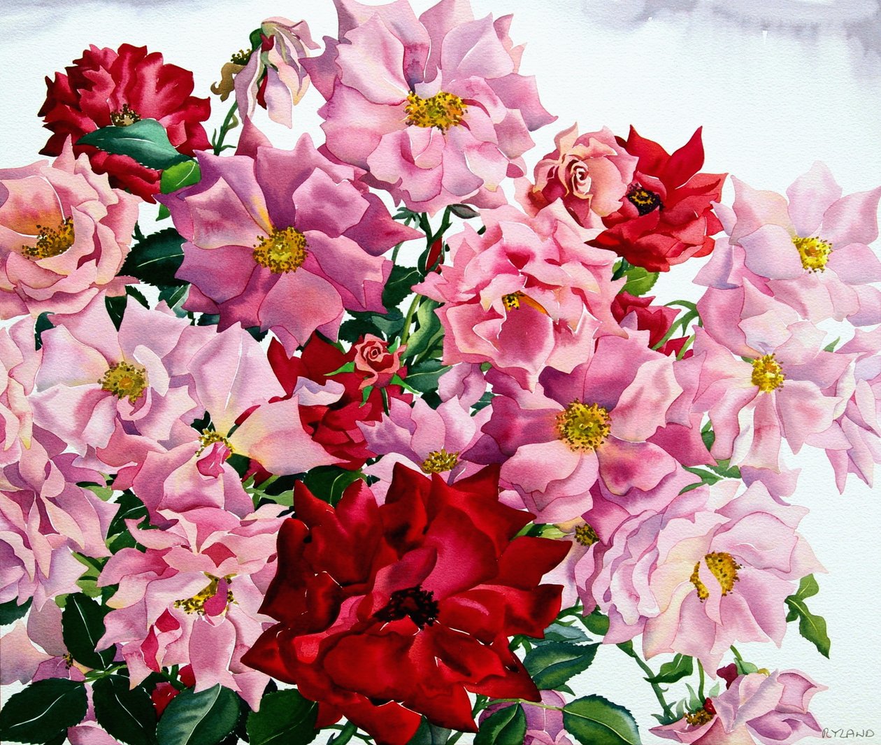 Røde og rosa roser, 2008 (wc på papir) av Christopher Ryland