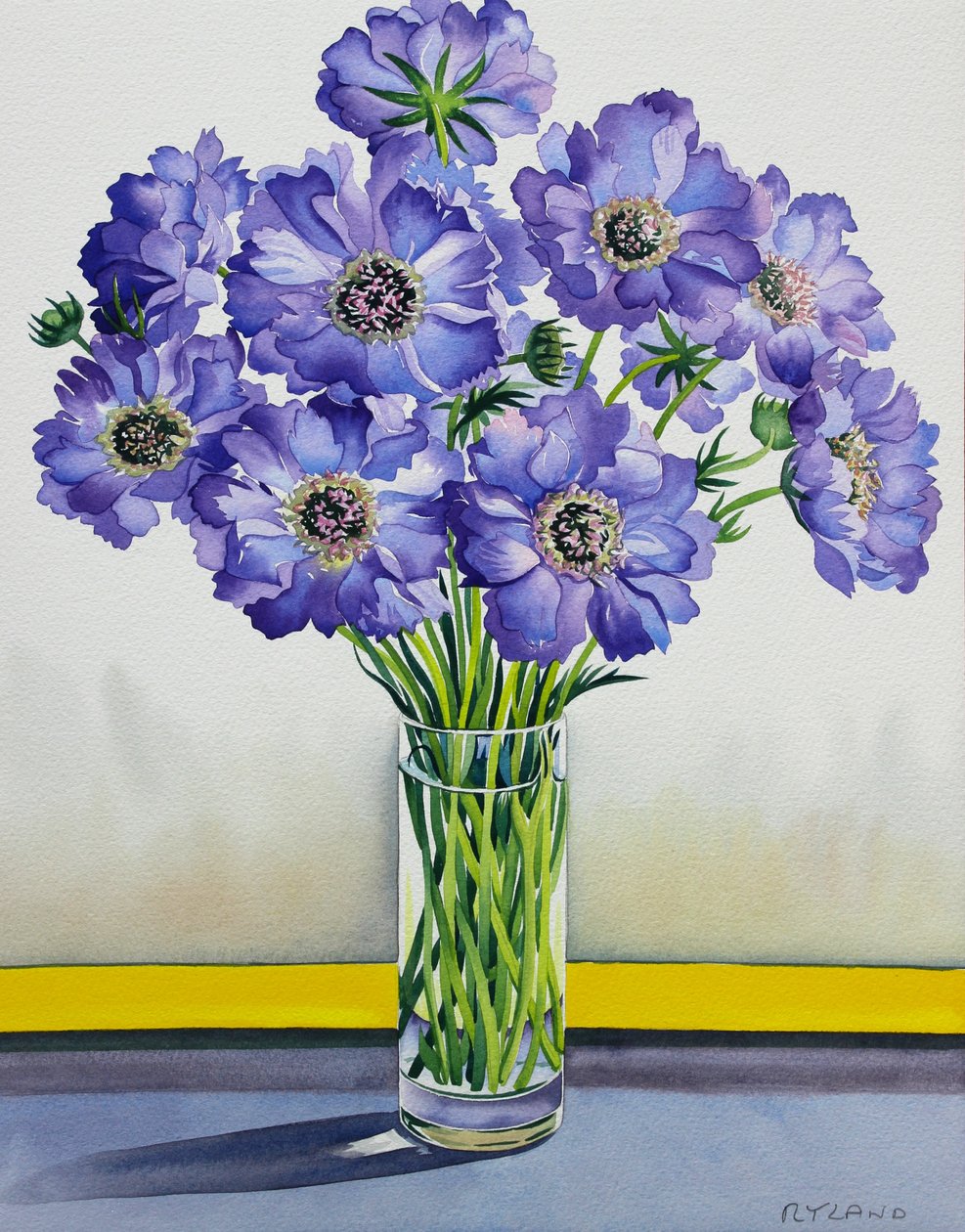 Scabious med gult bånd (akvarell på papir) av Christopher Ryland