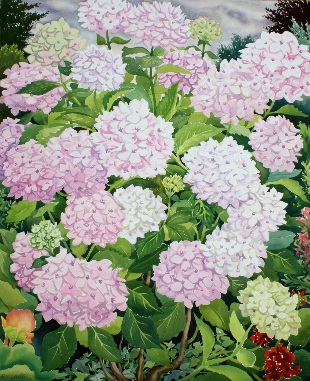 Hvit hortensia av Christopher Ryland