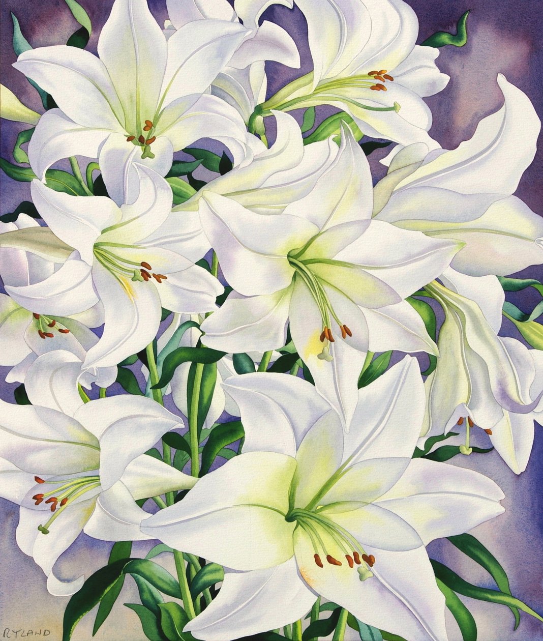 White Lilies, 2008 (wc på papir) av Christopher Ryland
