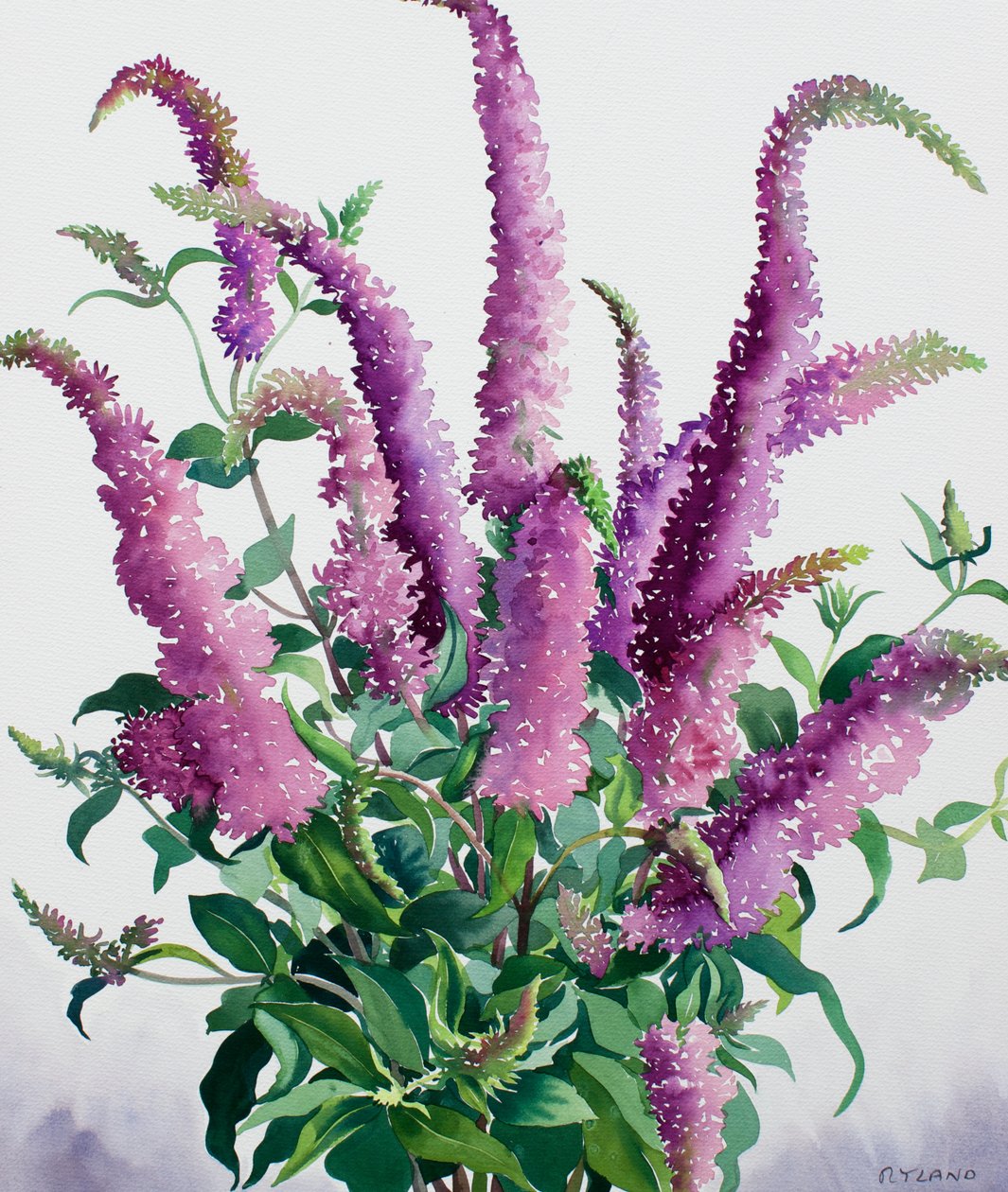 Vill Buddleia av Christopher Ryland