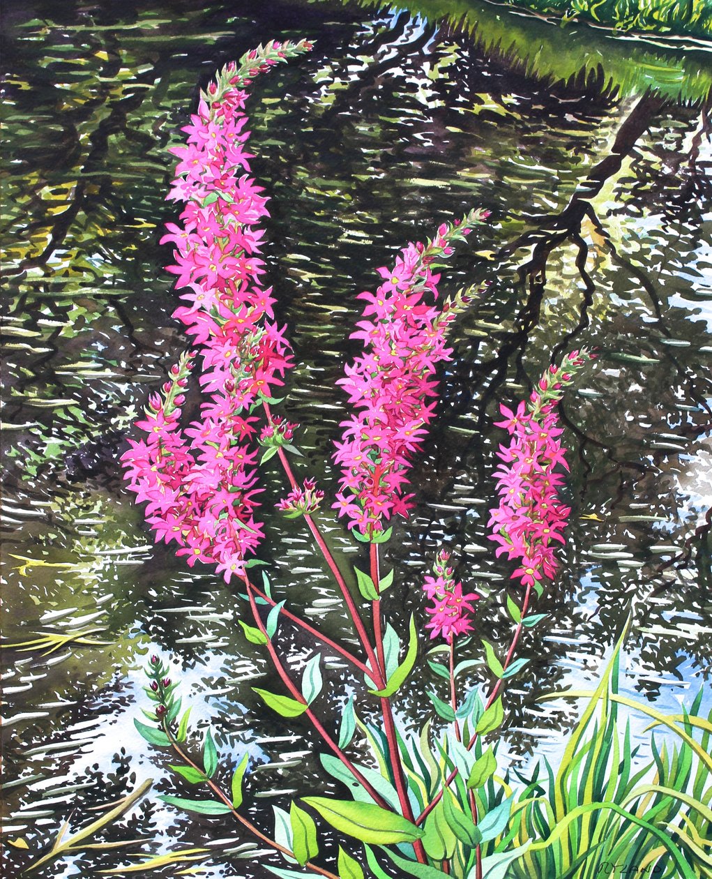 Wild Loosestrife (akvarell på papir) av Christopher Ryland