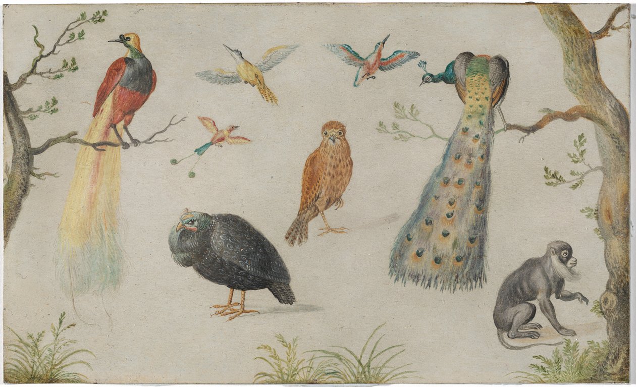 Studie av fugler og aper av Circle of Jan van Kessel the Elder