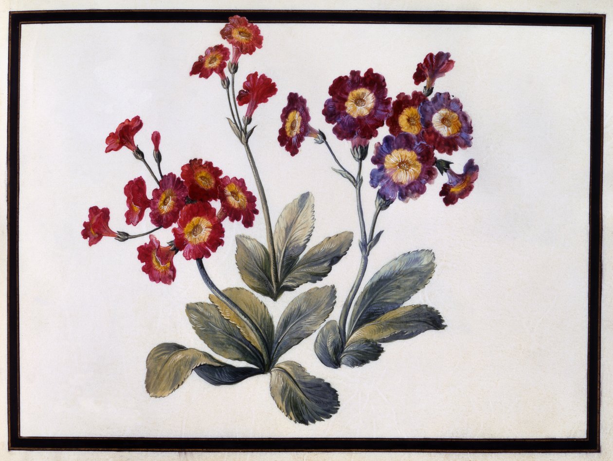Auricula, ca. 1690 av Claude Aubriet