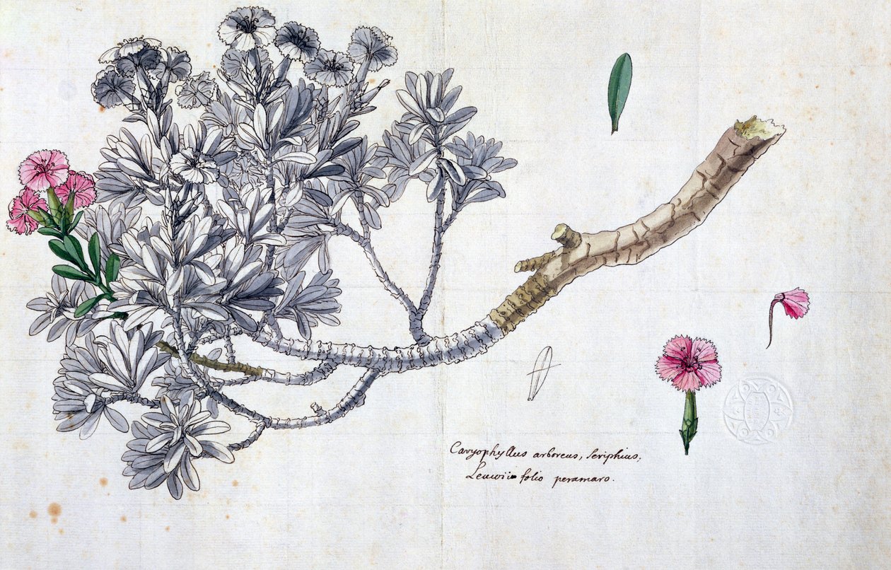 Caryophyllus Arboreus og Seriphius, fra et verk av Joseph Pitton de Tournefort (1656-1708) (penn og blekk og wc på papir) av Claude Aubriet