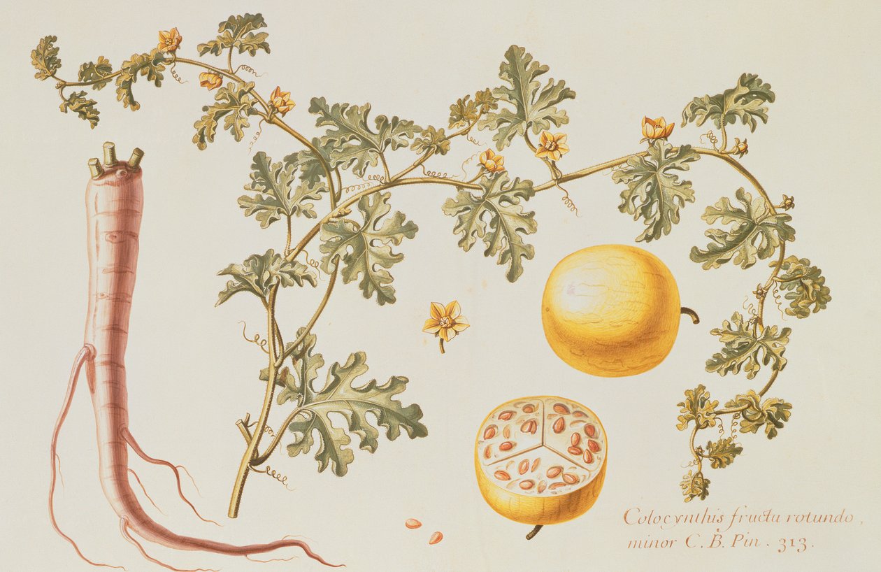 Citrullus Colocynthis (bitt eple og bitter agurk) (wc og gouache på vellum) av Claude Aubriet